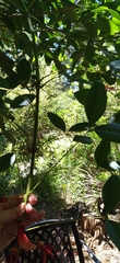 Erythrina crista-galli