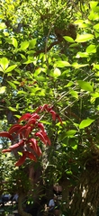 Erythrina crista-galli