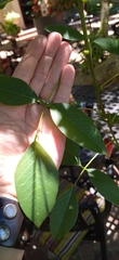 Erythrina crista-galli