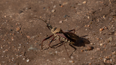 Rhynocoris neavei