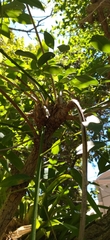 Erythrina crista-galli