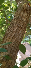 Erythrina crista-galli
