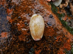 Purpuradusta hammondae