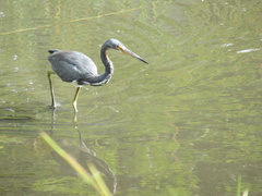 Egretta tricolor image