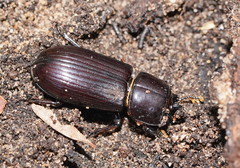 Aulacocyclus edentulus
