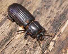 Aulacocyclus edentulus