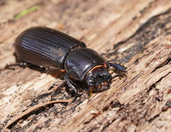 Aulacocyclus edentulus