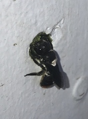 Megachile macleayi