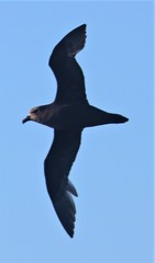 Pterodroma macroptera