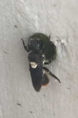 Megachile macleayi