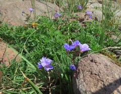 Erodium absinthoides