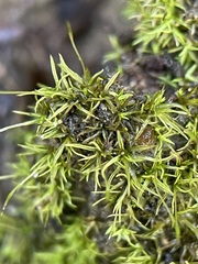 Weissia
