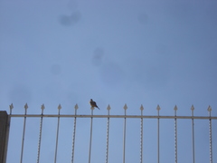 Pyrocephalus rubinus