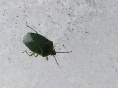 Sinopla perpunctatus