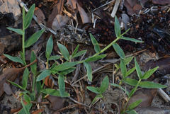 Thuarea involuta
