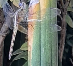 Anisoptera