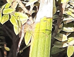 Anisoptera