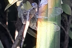 Anisoptera