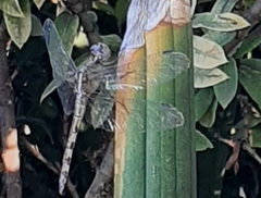 Anisoptera