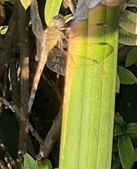 Anisoptera