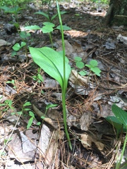 Ophioglossum pusillum