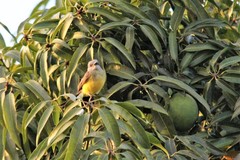 Tyrannus melancholicus