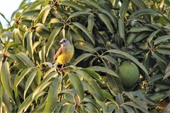 Tyrannus melancholicus