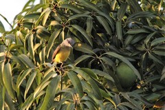 Tyrannus melancholicus