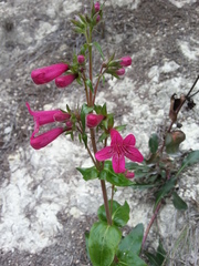 Penstemon triflorus