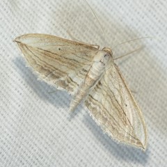 Arcobara multilineata