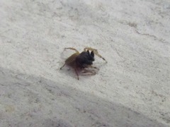 Euophrys melanoleuca