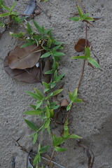 Thuarea involuta