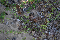 Thuarea involuta