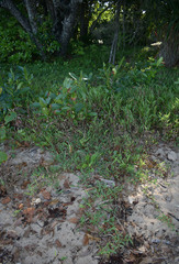 Thuarea involuta