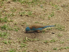 Uraeginthus cyanocephalus