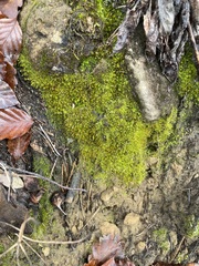 Weissia