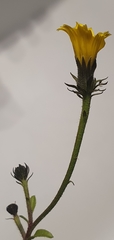 Picris hieracioides