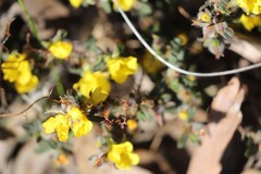 Hibbertia commutata