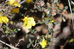 Hibbertia commutata