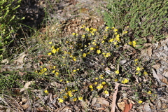 Hibbertia commutata