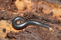 Cambalidae