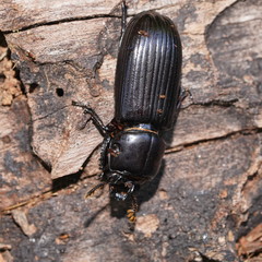Aulacocyclus edentulus