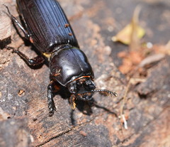Aulacocyclus edentulus