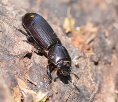 Aulacocyclus edentulus