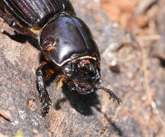 Aulacocyclus edentulus
