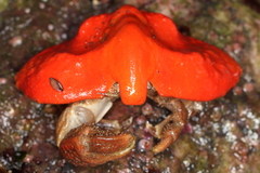 Cryptolithodes typicus