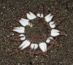 Peachia quinquecapitata