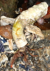 Discorsopagurus schmitti