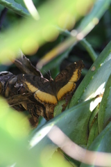 Eurytela dryope angulata