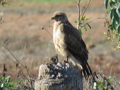 Buteo rufinus cirtensis